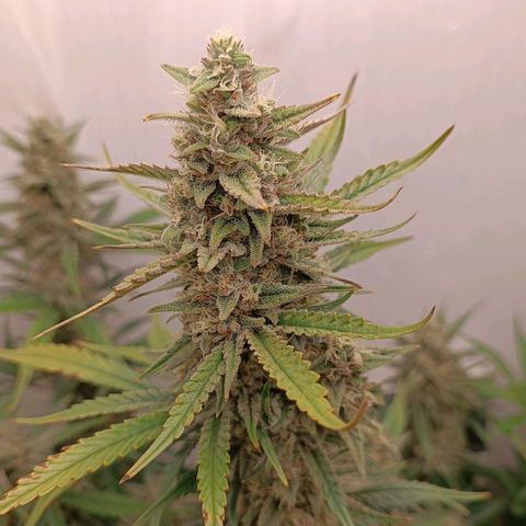 Gorilla Cookies Auto growlog timeline photo