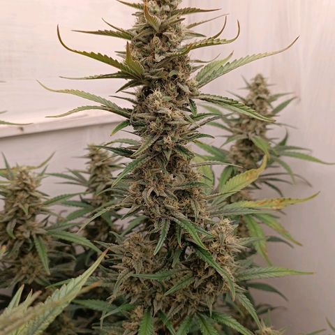 Gorilla Cookies Auto growlog timeline photo