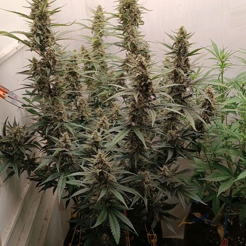 Gorilla Cookies Auto growlog timeline photo