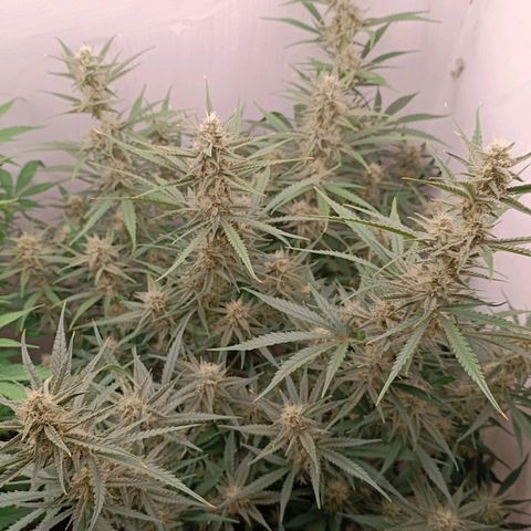 Gorilla Cookies Auto growlog timeline photo