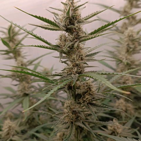 Gorilla Cookies Auto growlog timeline photo