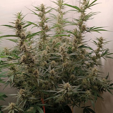 Gorilla Cookies Auto growlog timeline photo