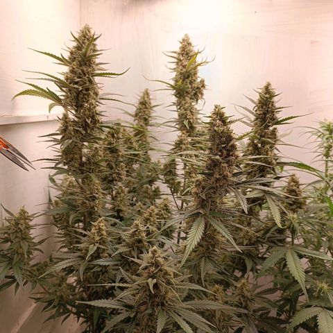 Gorilla Cookies Auto growlog timeline photo