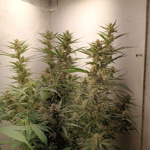 Gorilla Cookies Auto growlog timeline photo