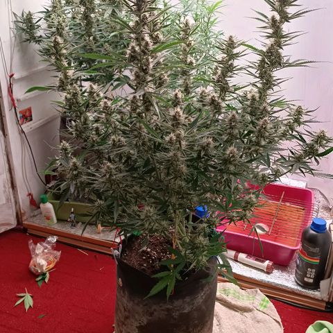 Gorilla Cookies Auto growlog timeline photo