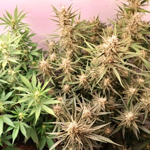 Gorilla Cookies Auto growlog timeline photo