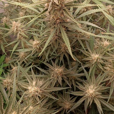 Gorilla Cookies Auto growlog timeline photo
