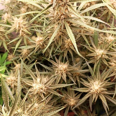 Gorilla Cookies Auto growlog timeline photo