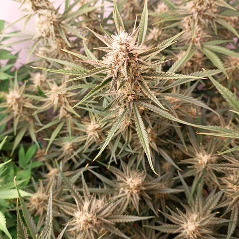 Gorilla Cookies Auto growlog timeline photo