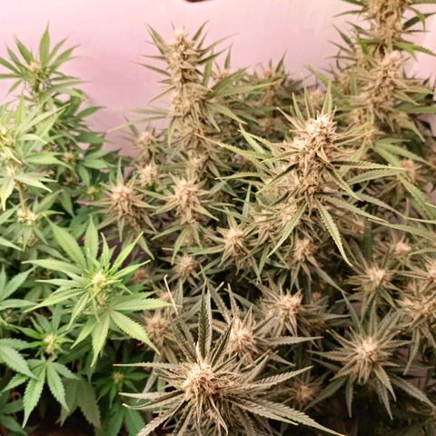 Gorilla Cookies Auto growlog timeline photo