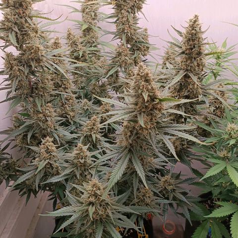Gorilla Cookies Auto growlog timeline photo