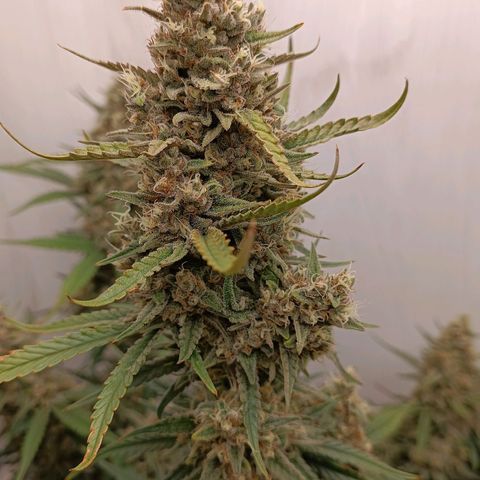 Gorilla Cookies Auto growlog timeline photo