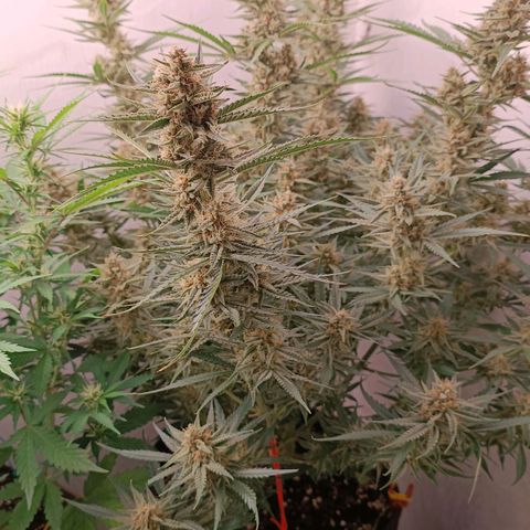 Gorilla Cookies Auto growlog timeline photo