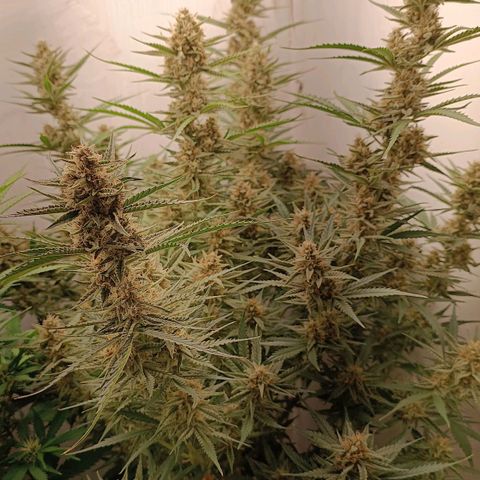 Gorilla Cookies Auto growlog timeline photo