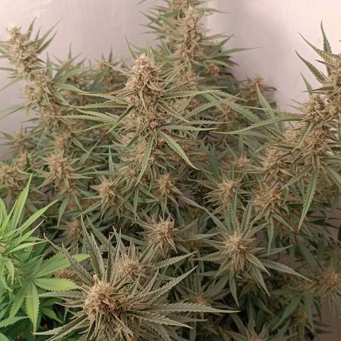 Gorilla Cookies Auto growlog timeline photo