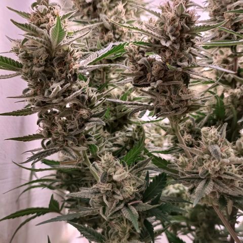 Gorilla Cookies Auto growlog timeline photo