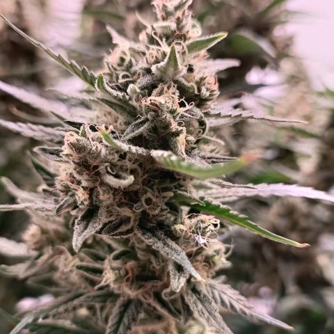 Gorilla Cookies Auto growlog timeline photo