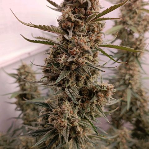 Gorilla Cookies Auto growlog timeline photo