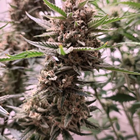 Gorilla Cookies Auto growlog timeline photo