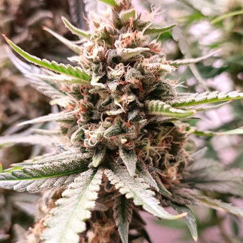 Gorilla Cookies Auto growlog timeline photo
