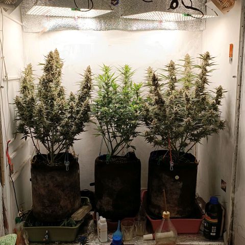 Gorilla Cookies Auto growlog timeline photo