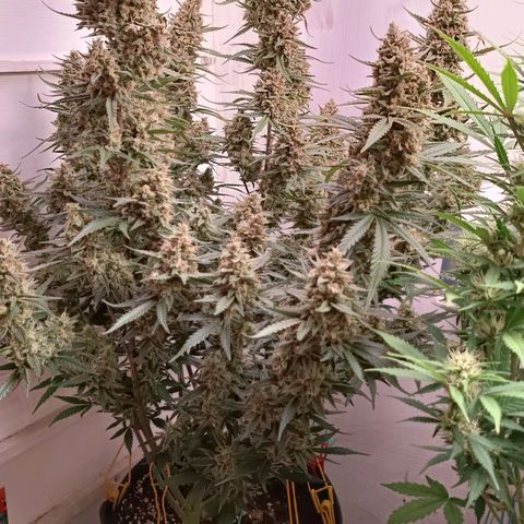 Gorilla Cookies Auto growlog timeline photo