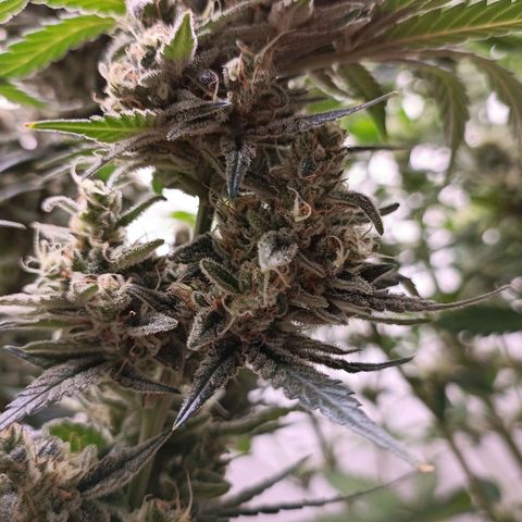 Gorilla Cookies Auto growlog timeline photo