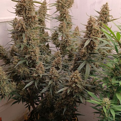 Gorilla Cookies Auto growlog timeline photo