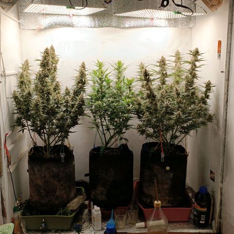 Gorilla Cookies Auto growlog timeline photo