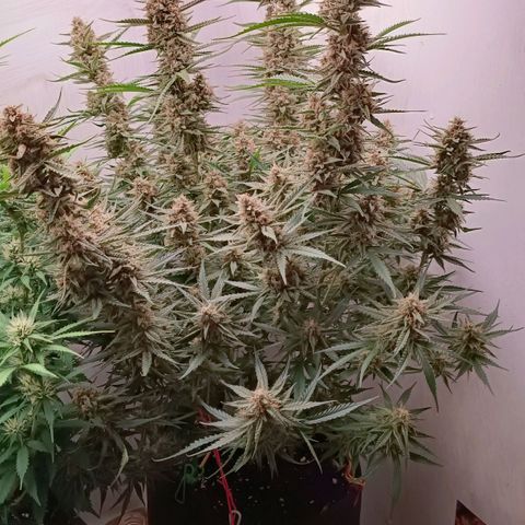 Gorilla Cookies Auto growlog timeline photo