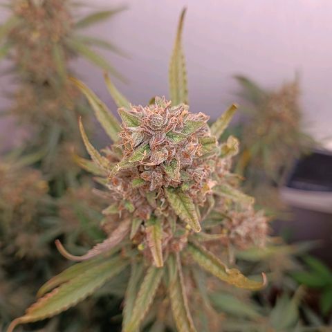 Gorilla Cookies Auto growlog timeline photo