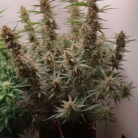 Gorilla Cookies Auto growlog timeline photo