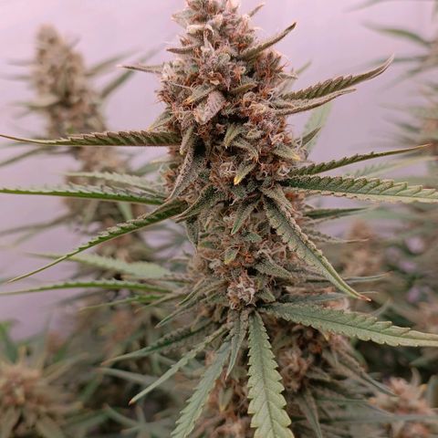 Gorilla Cookies Auto growlog timeline photo
