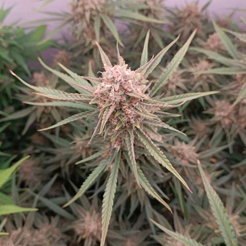 Gorilla Cookies Auto growlog timeline photo