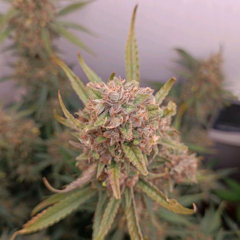 Gorilla Cookies Auto growlog timeline photo