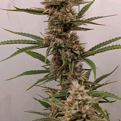 Gorilla Cookies Auto growlog timeline photo