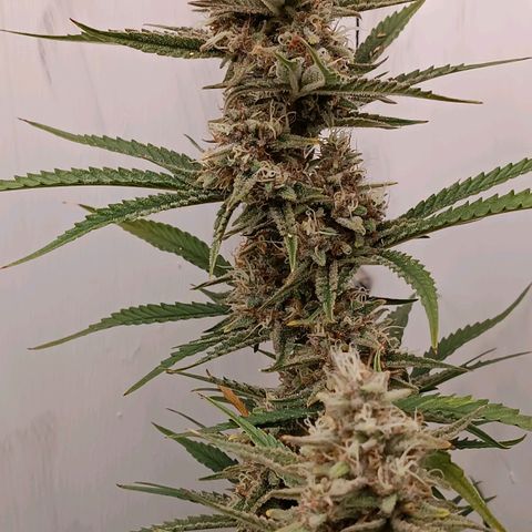 Gorilla Cookies Auto growlog timeline photo