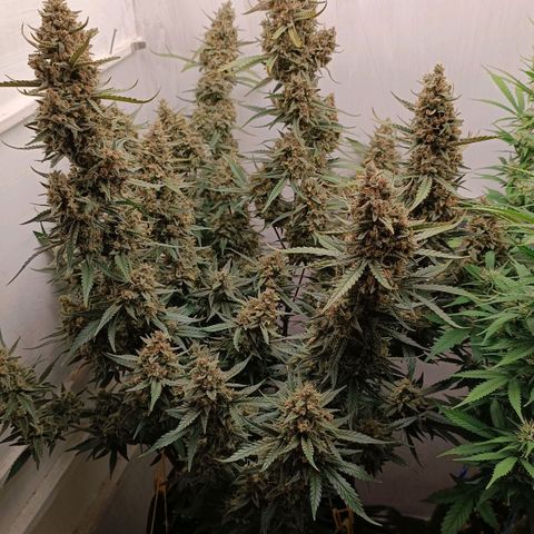 Gorilla Cookies Auto growlog timeline photo