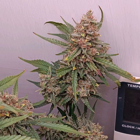 Gorilla Cookies Auto growlog timeline photo
