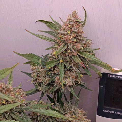 Gorilla Cookies Auto growlog timeline photo