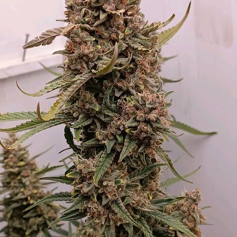 Gorilla Cookies Auto growlog timeline photo