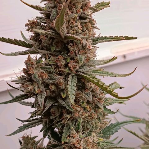 Gorilla Cookies Auto growlog timeline photo