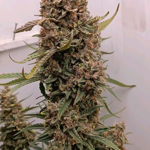 Gorilla Cookies Auto growlog timeline photo