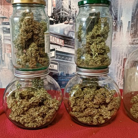 Gorilla Cookies Auto growlog photo: 145 грамм. Остальное не считаю. Все хорошо результатом доволен. 