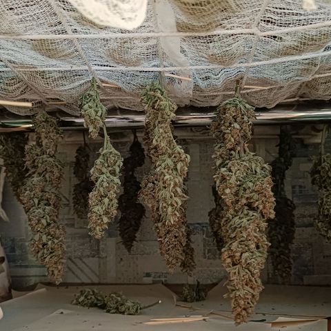 Gorilla Cookies Auto growlog photo: 145 грамм. Остальное не считаю. Все хорошо результатом доволен. 