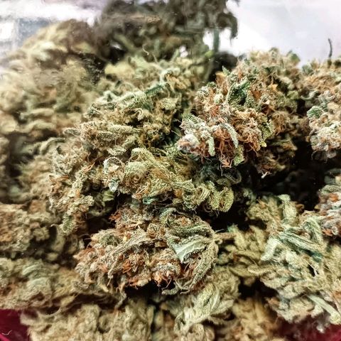 Gorilla Cookies Auto growlog photo: 145 грам шишек 