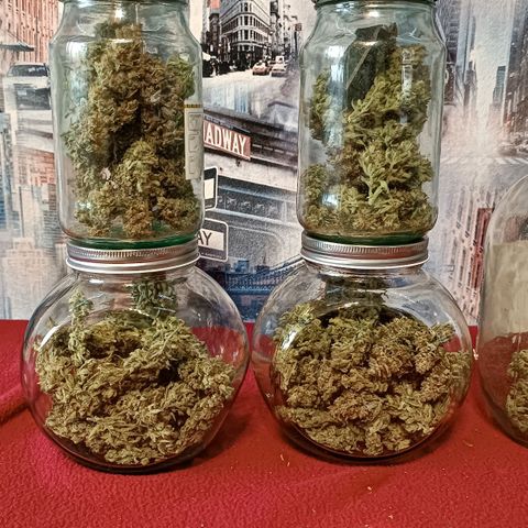Gorilla Cookies Auto growlog photo: 145 грам шишек 