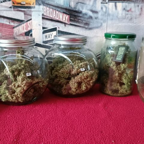Gorilla Cookies Auto growlog photo: 145 грам шишек 