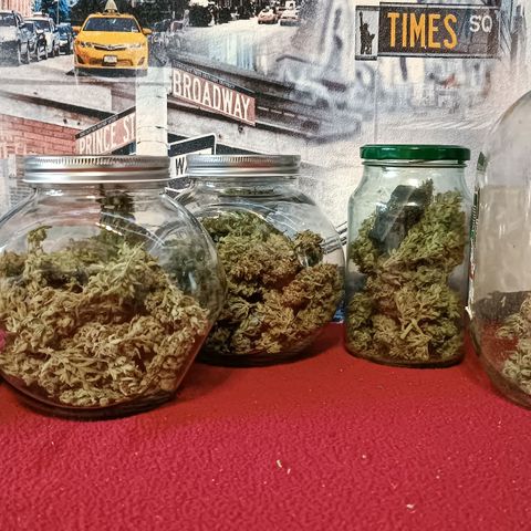 Gorilla Cookies Auto growlog photo: 145 грам шишек 
