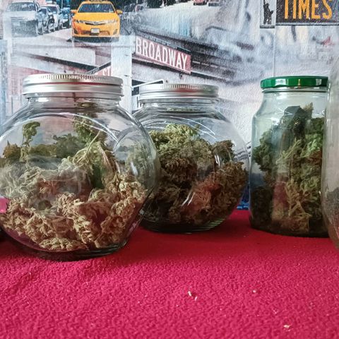 Gorilla Cookies Auto growlog photo: 145 грам шишек 